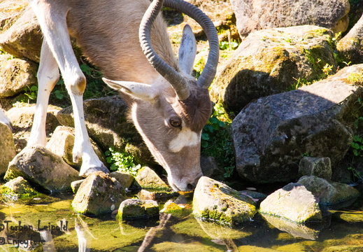 Erlebnis Zoo Hannover - Dieses Album anzeigen Erlebnis Zoo Hannover